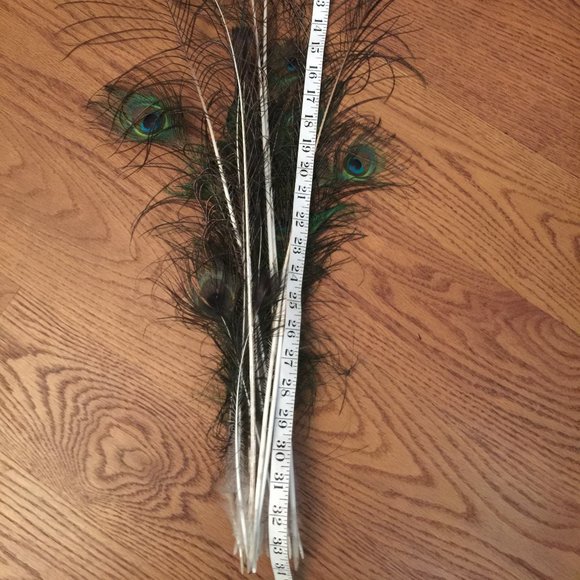 LOT 140 NATURAL PEACOCK BIRD FEATHER BOHO FESTIVAL CRAFT ART HOBBY COSTUME DECOR - Picture 13 of 16